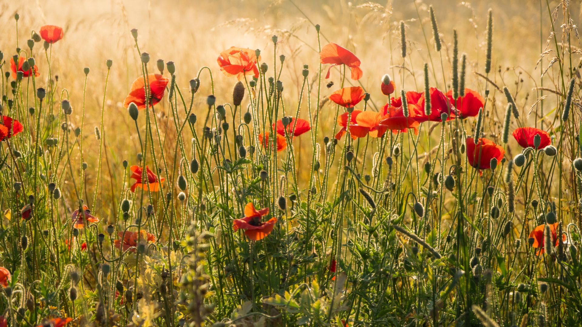 poppies in a field in early morning light