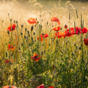 Poppies