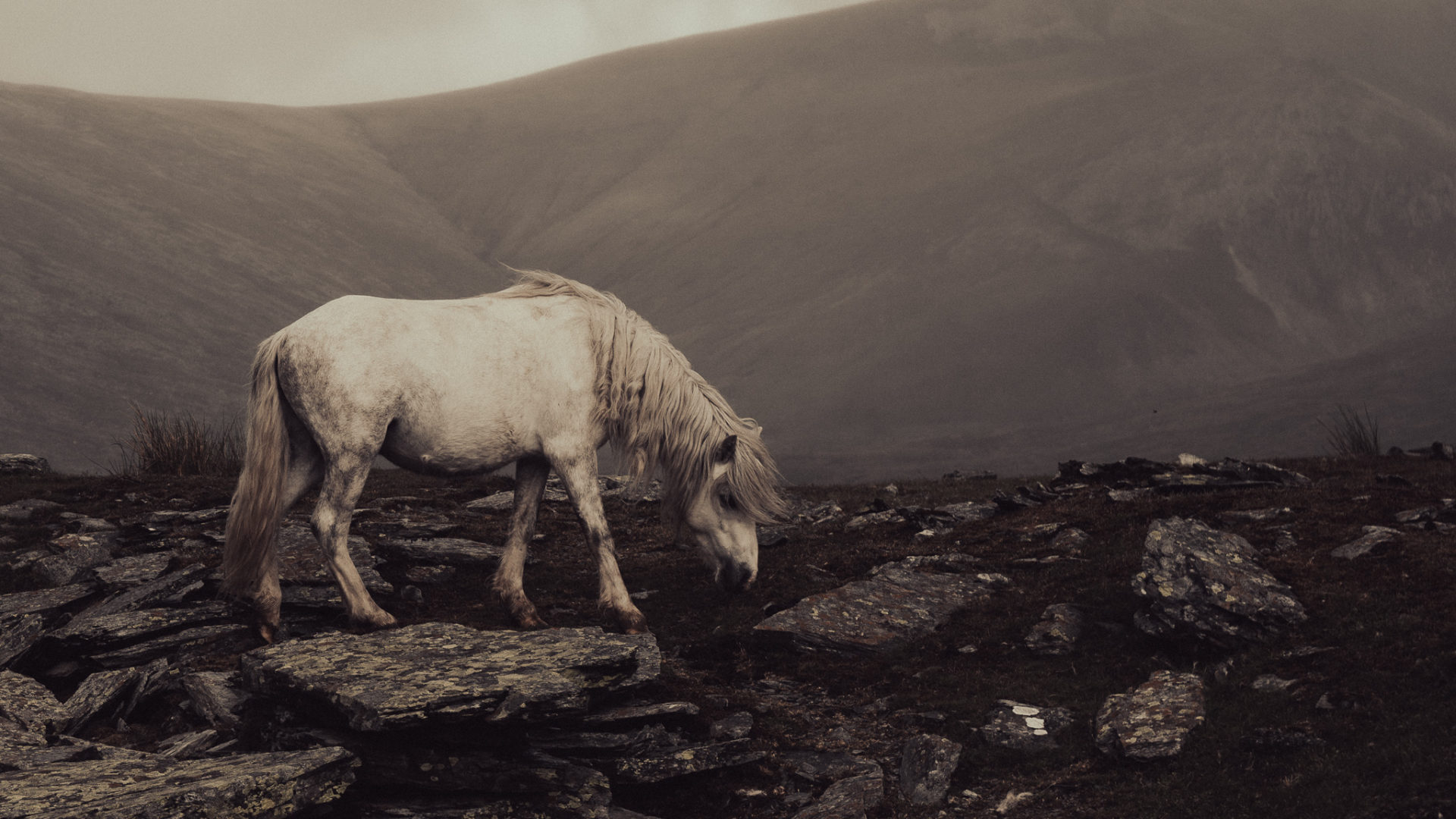 A white, wild horse with a mountain range behind it