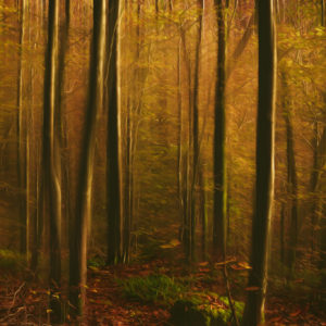 An Impression of Autumn