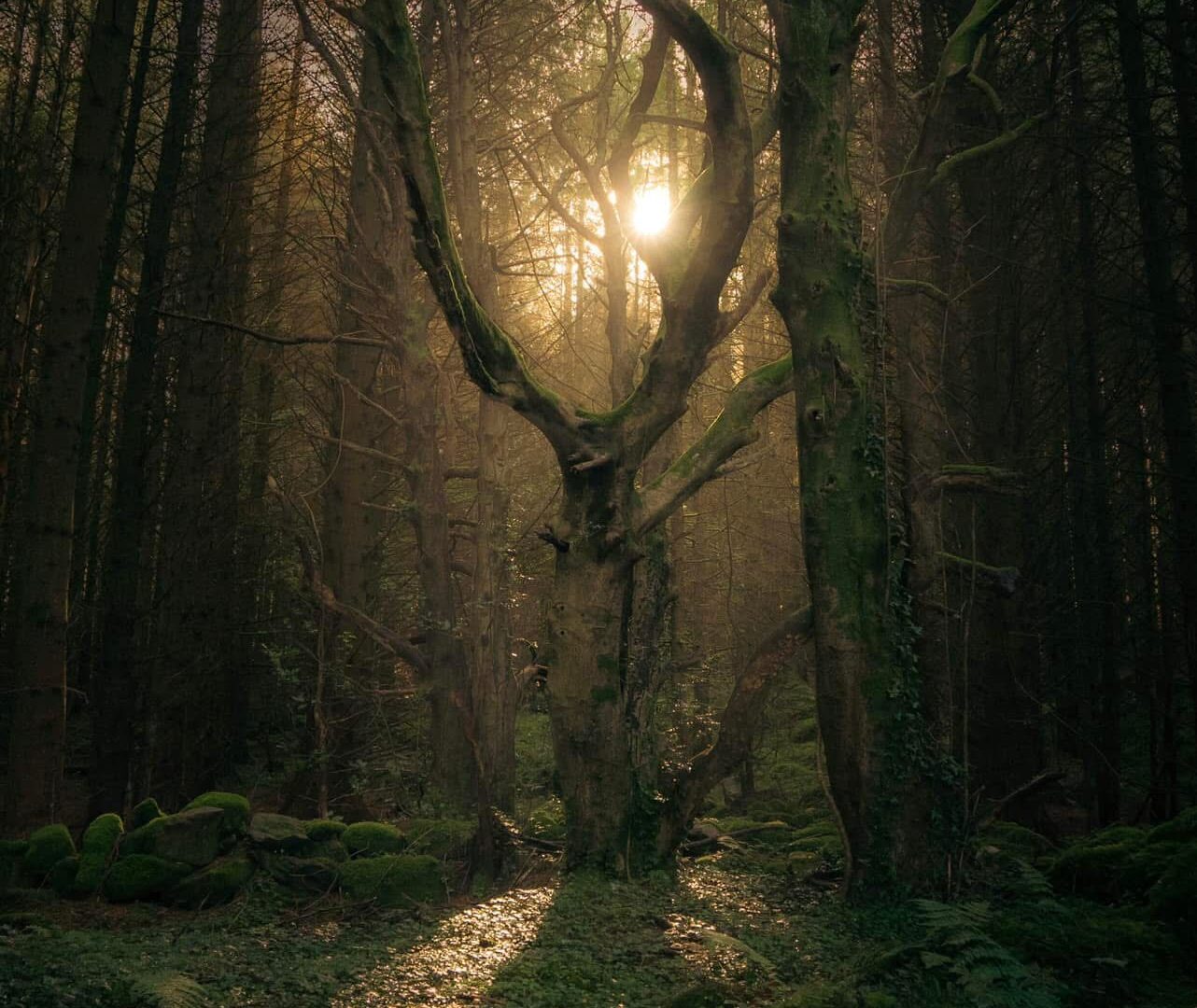 A large human-looking Ent-like tree in a forest in Wales with sunlight streaming through the branches.