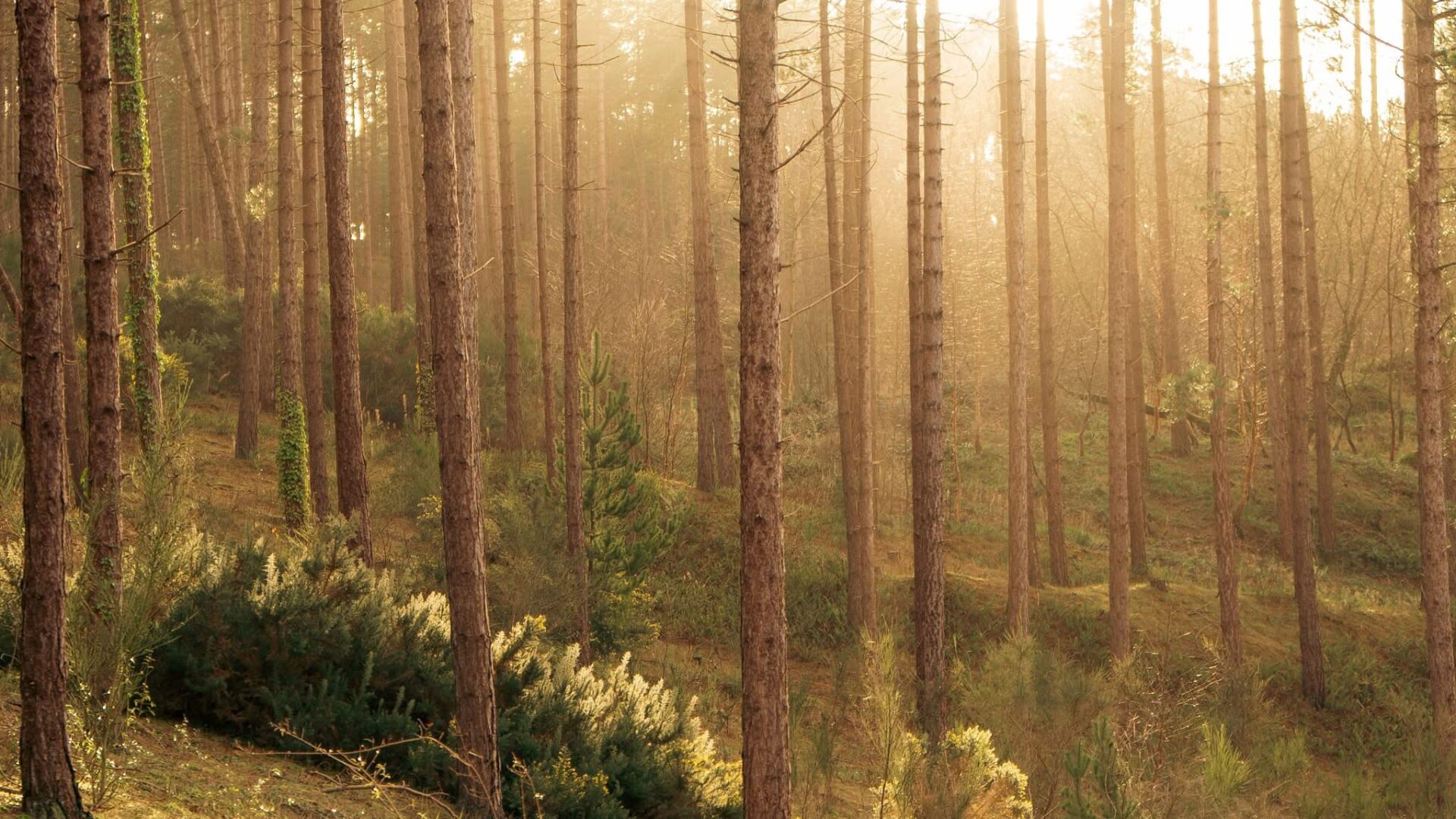 Golden sunlight streams through tall pine trees in a forest. Newborough Forest on Anglesey.