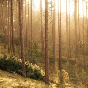 Light shining through the trees of a pine forest
