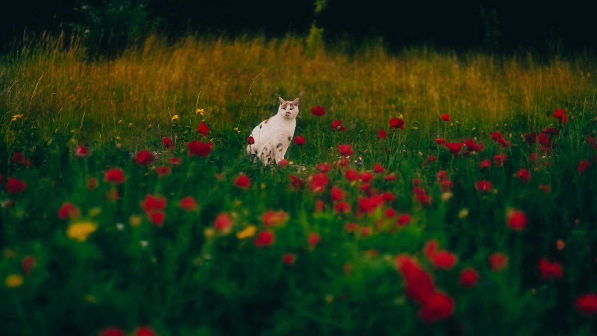A white and ginger cat in a field of poppies