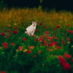 George in the Poppies Print