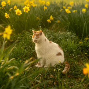 White and ginger cat sitting peacefully in a field of blooming yellow daffodils, bathed in soft golden light.